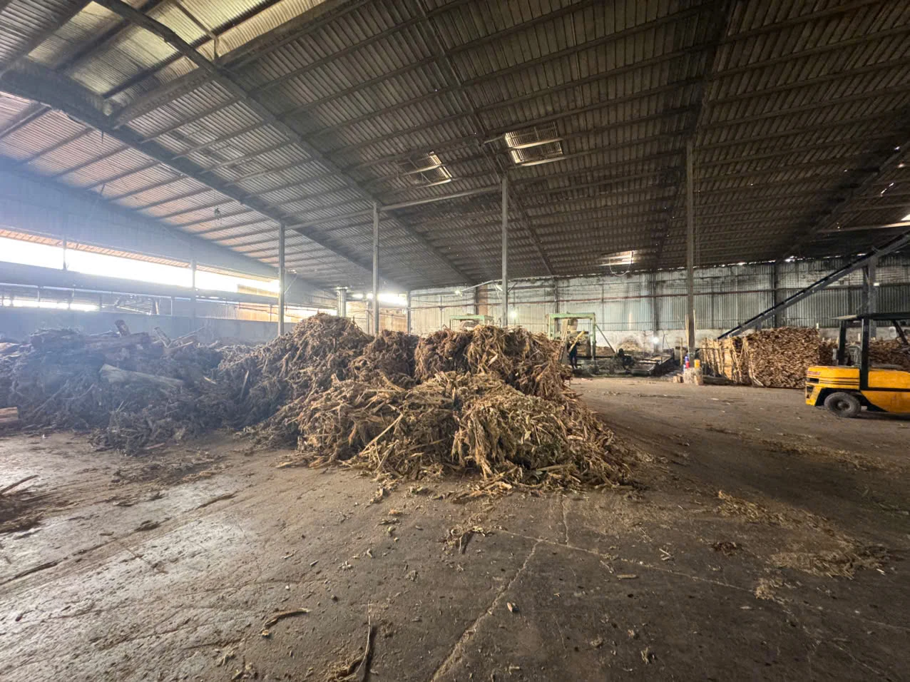 Gỗ dăm keo Acacia spp. dùng cho sản xuất bột giấy & giấy
